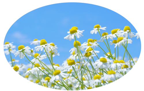 カミツレ(カモミール)の花