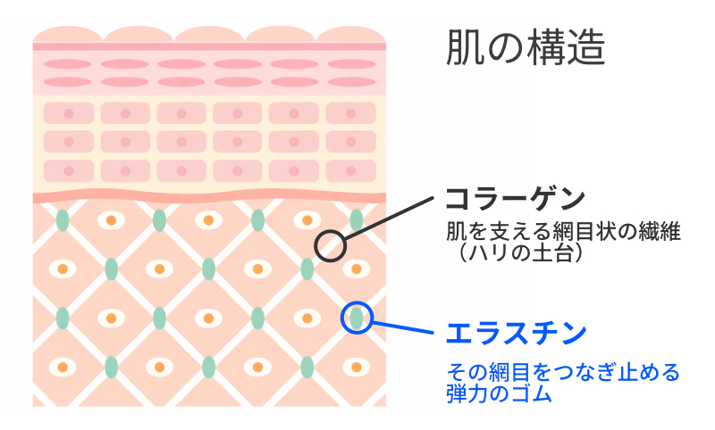 肌構造